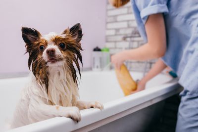 Pet Grooming and Pet Sitting Insurance in St Maries, ID by Kuespert Insurance