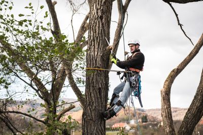 Tree Trimming Insurance in St Maries, ID by Kuespert Insurance